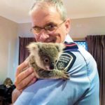 Offering a helping hand to tree-bound koala rescues