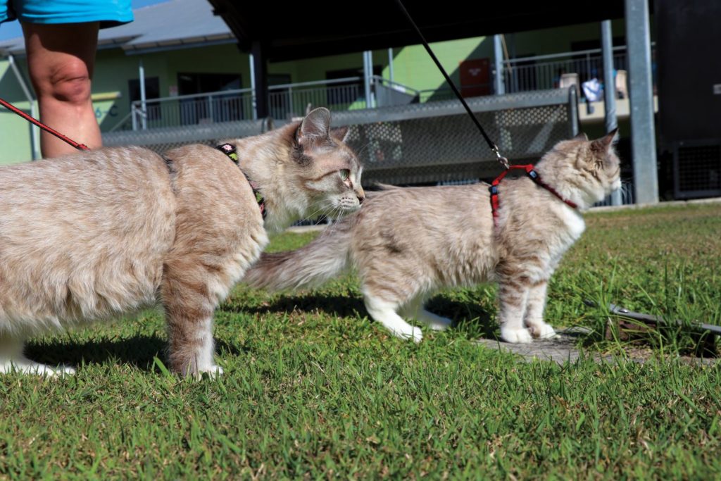 Queensland Corrective Services Female prisoners making a difference
