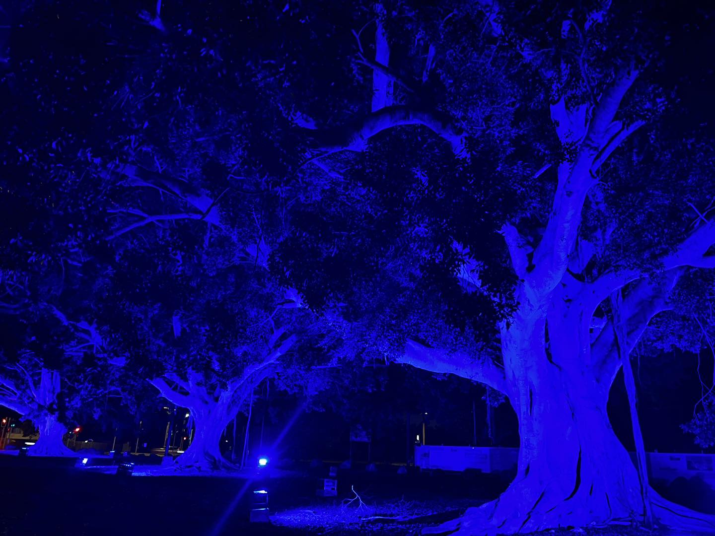 Bundaberg Region Walker Street Fig Trees Blue