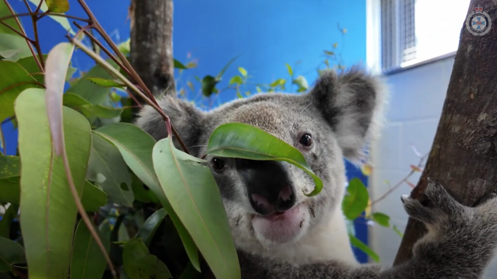 Koala Screenshot2