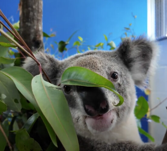 Koala Screenshot2