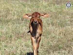 Calf at Capricornia