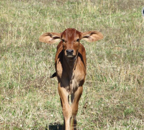 Calf at Capricornia