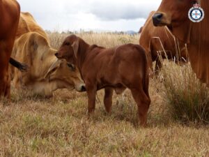 Cows at Lotus Glen