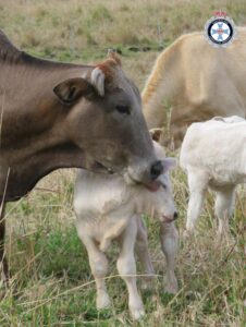 Calf at Numinbah Correctional Centre