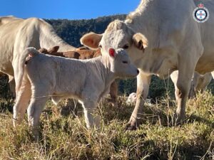 New calf at Palen Creek
